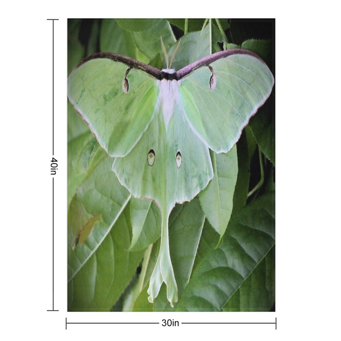 Luna Moth Sustainable Throw Blanket