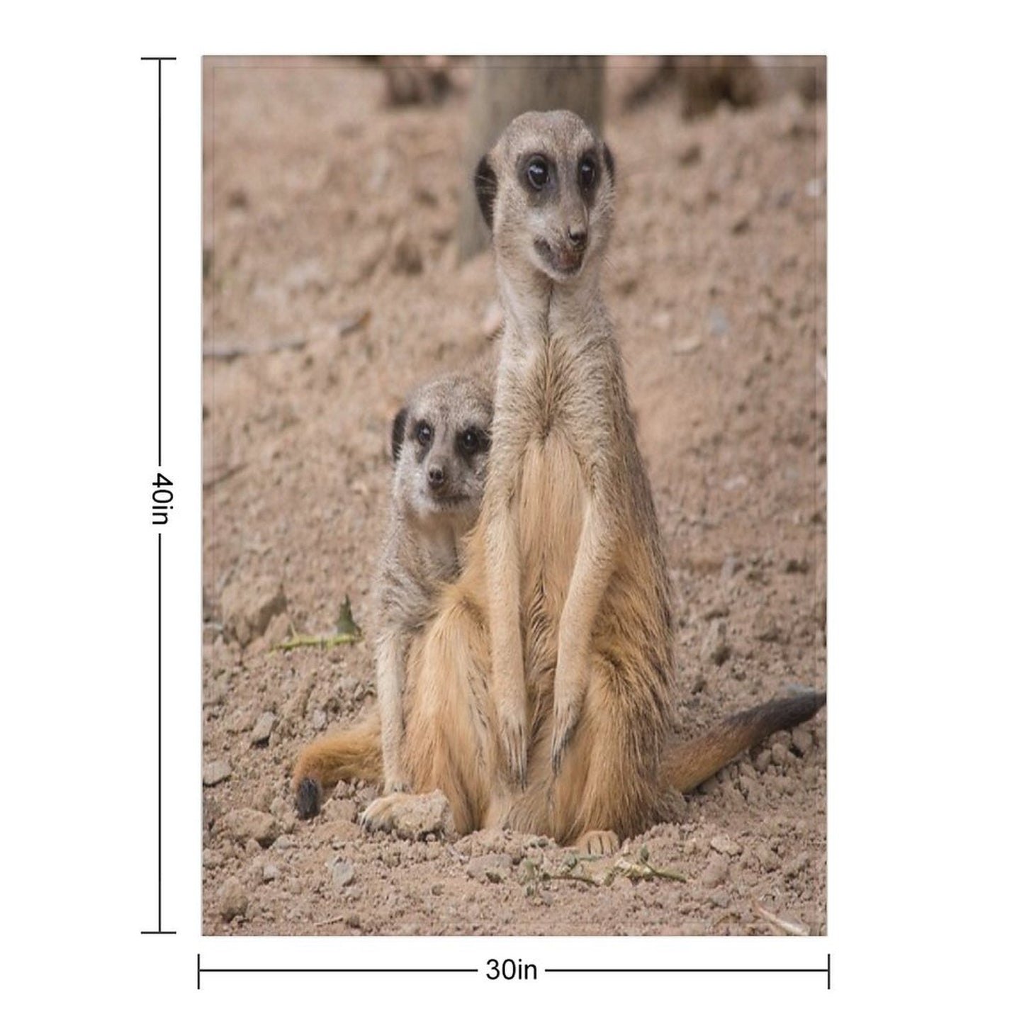 African Animals Male And Female Meerkats Anti-pilling Throw Blanket
